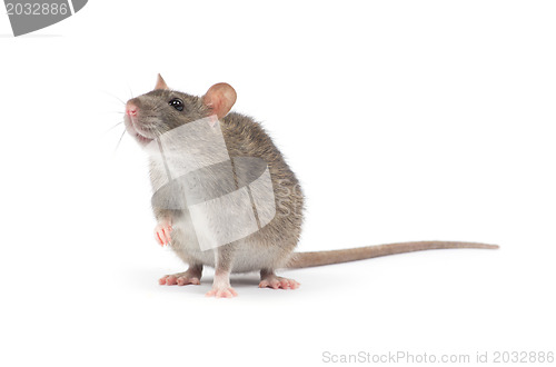 Image of rat  