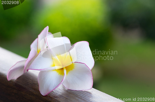 Image of frangipani flowers 