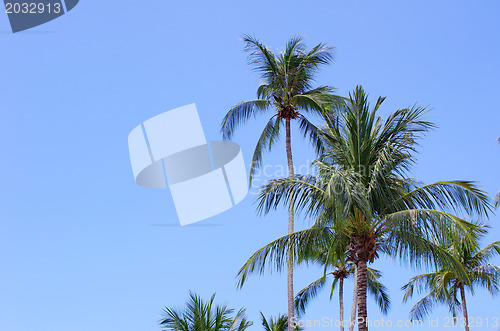 Image of  palm tree 