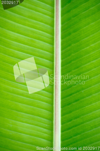 Image of leaf texture 