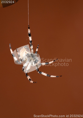 Image of spider 