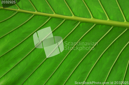 Image of  green leaf 