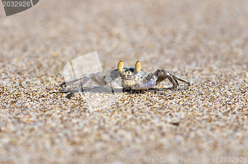 Image of crab 