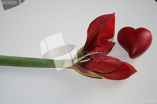 Image of Amaryllis bud with Valentine heart