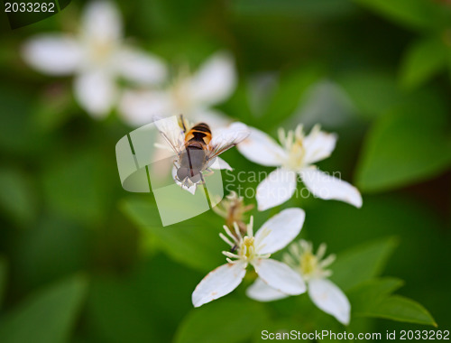 Image of Fly on a white flower