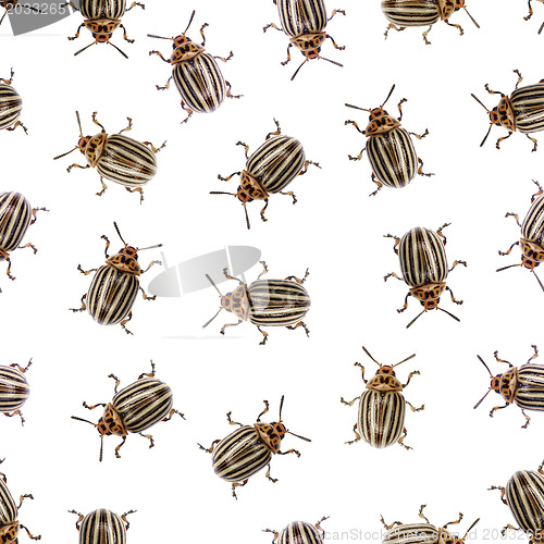 Image of Seamless texture - Colorado beetle on a white