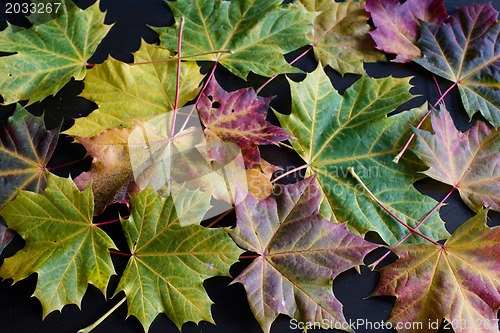 Image of autumn maple leaves