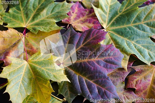 Image of autumn maple leaves