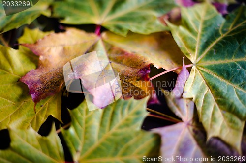 Image of autumn maple leaves