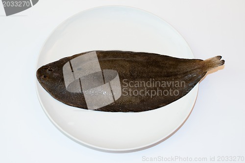 Image of Dover sole (Solea solea)