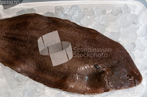 Image of Dover sole (Solea solea)