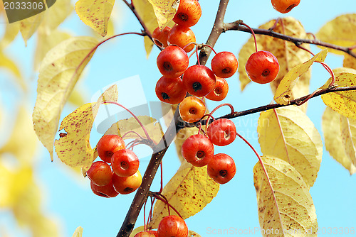 Image of Red crab apples among yellow autumn foliage