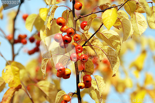 Image of Red crab apples among yellow autumn leaves