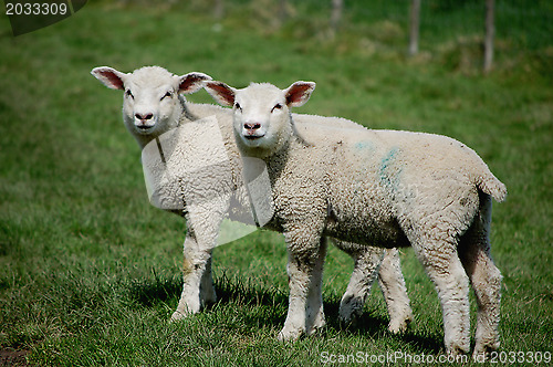 Image of Twin lambs standing side by side in a field