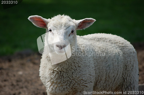 Image of Curious lamb looking straight ahead