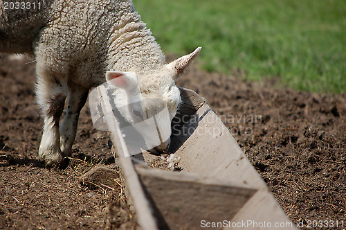 Image of Lamb eating from a trough
