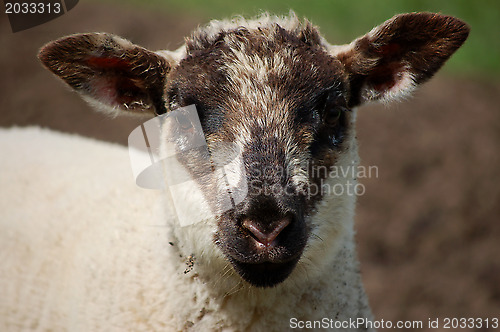 Image of Lamb's face with black ears and nose