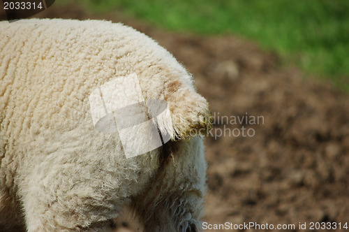 Image of Closeup of a lamb's woolly tail