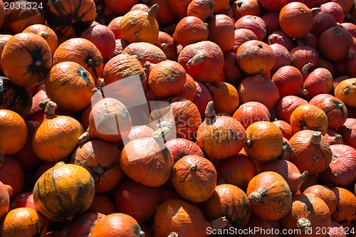 Image of Heap of pumpkins
