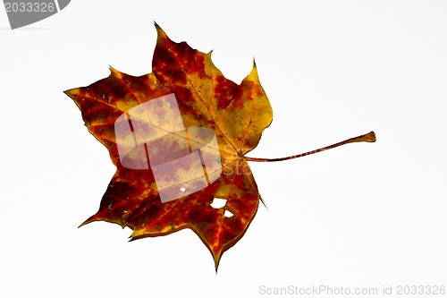 Image of autumn maple leaf