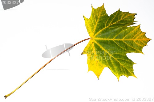 Image of autumn maple leaf