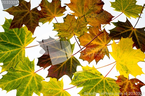 Image of autumn maple leaves