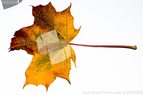 Image of autumn maple leaf