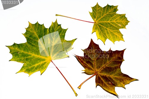 Image of autumn maple leaves