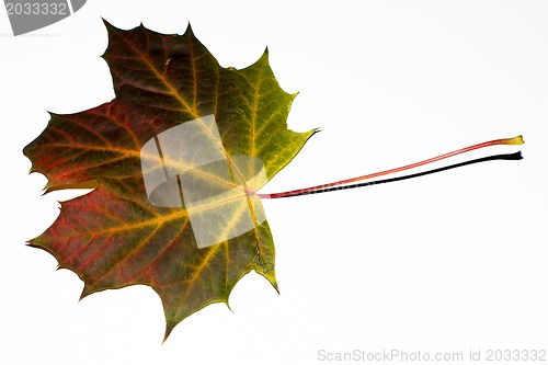 Image of autumn maple leaf