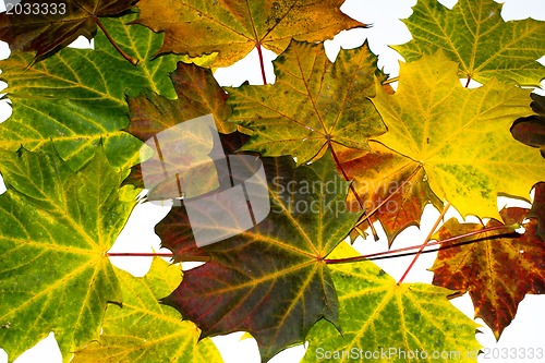 Image of autumn maple leaves