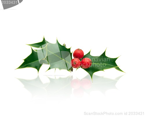 Image of Holly