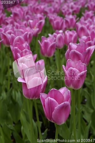 Image of Pink Tulips