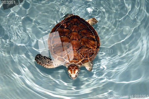 Image of Mexican Turtle
