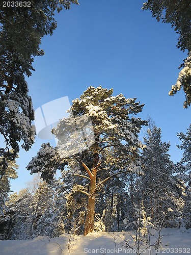 Image of Winter Pine