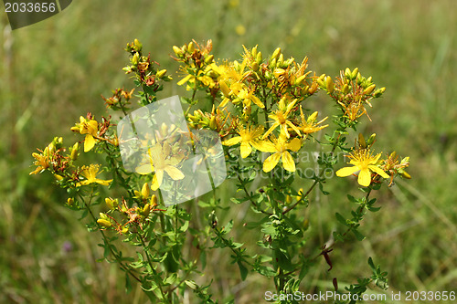 Image of Hypericum flower