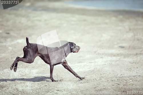 Image of Dog running