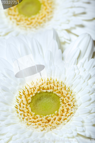 Image of Two Chrysanthemum flowers