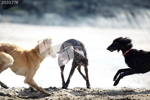 Image of Dog fight