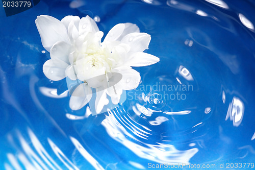 Image of Flower and water