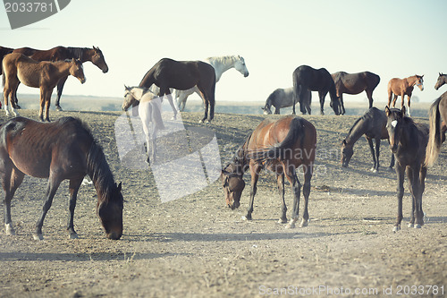 Image of Horses