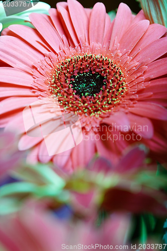 Image of Chrysanthemum