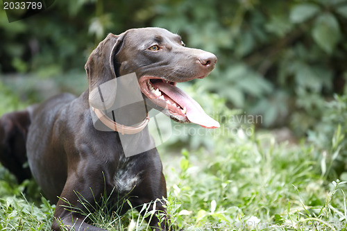 Image of German short-haired pointer