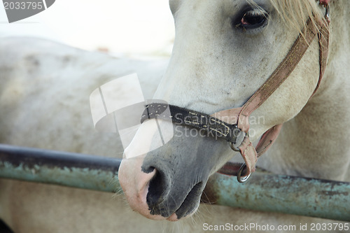 Image of White horse