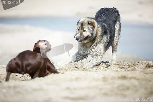 Image of Dog playing