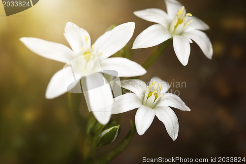 Image of Flowers