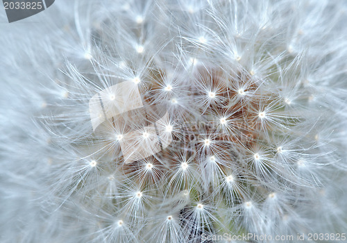 Image of Dandelion