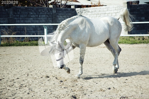 Image of White horse