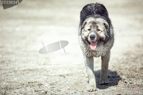 Image of Middle Asian sheepdog