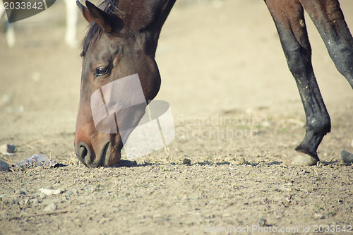 Image of Horse head