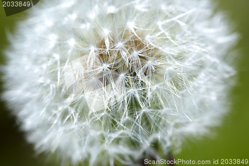 Image of Dandelion